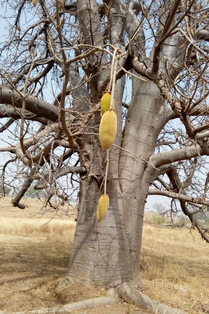 Mama Trade : Baobab Beard oil